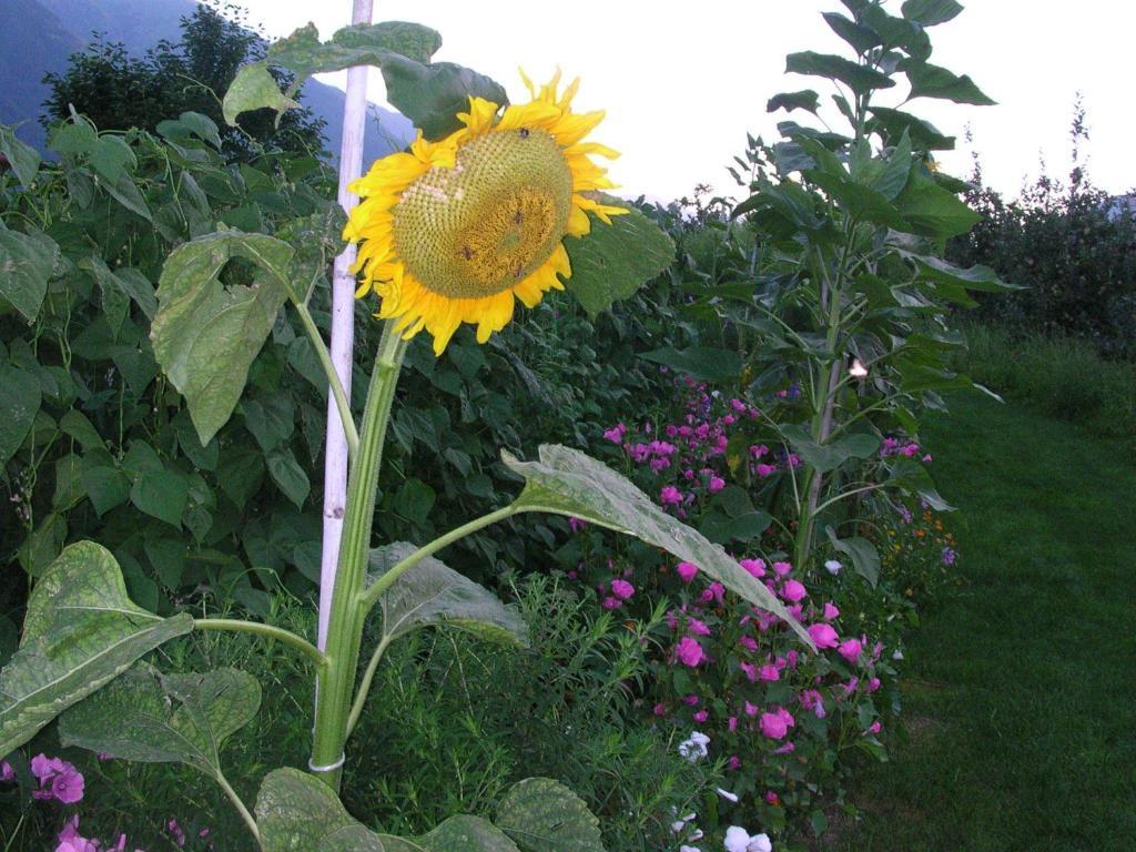 Pension Laurin Schenna Rom bilde